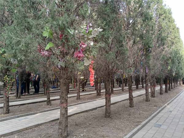 西安漢皇樹葬墓園如何體現綠色生態樹葬的理念?