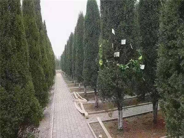 西安漢皇樹葬墓園:綠色殯葬的革新實踐