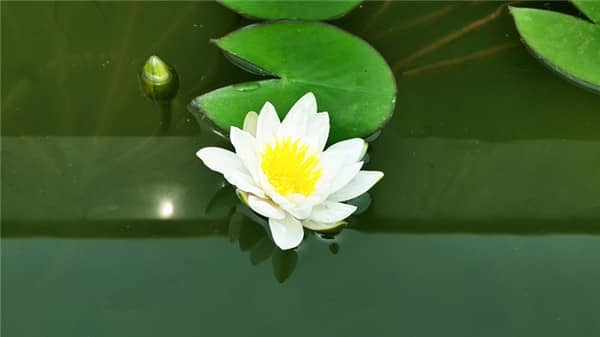 西安壽陽山墓園在綠化養(yǎng)護(hù)方面有哪些具體措施,以確保園區(qū)的自然生態(tài)景觀?