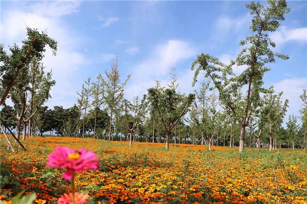 西安壽陽(yáng)山墓園是否接受港、澳、臺(tái)胞的骨灰安葬?