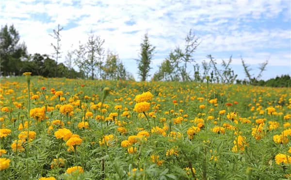 壽陽山墓園西安地址在哪里,限時搶購