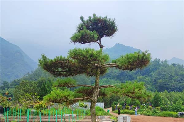 選擇西安九龍山公墓的樹葬方式，對家屬有哪些意義？