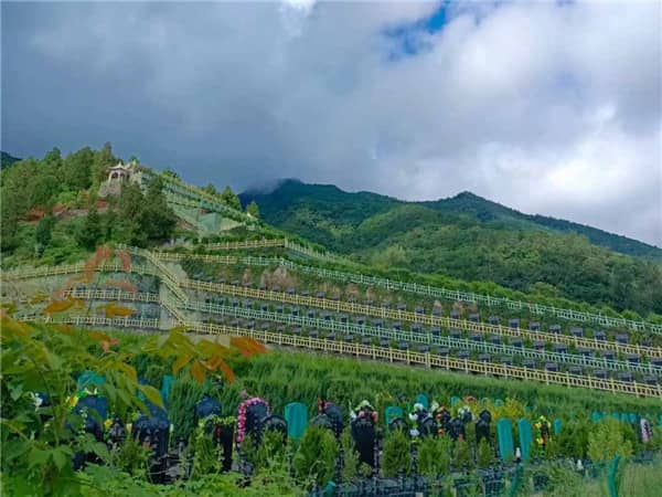 九龍山公墓是否提供維護服務，如何保證墓園的整潔和美觀？