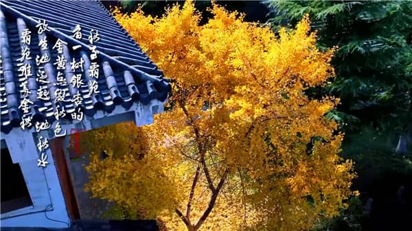 西安霸陵墓園墓型大全:傳統/藝術/生態墓型深度解析