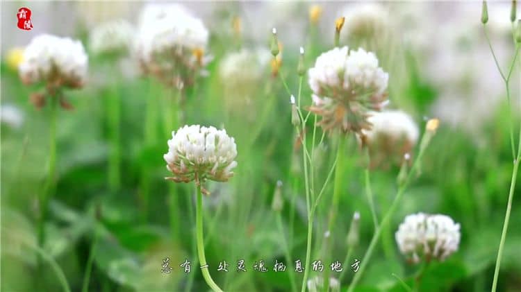 西安霸陵陵園的樹葬服務(wù)有哪些獨(dú)特之處？