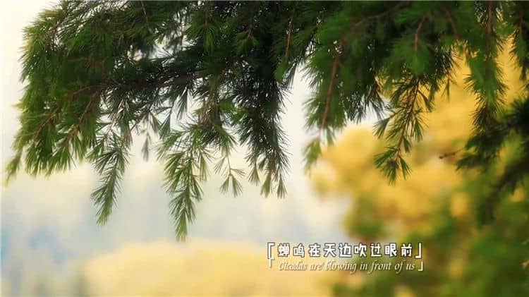 西安霸陵陵園樹葬壁葬草坪葬哪個好且價格便宜？