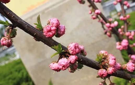 送花圈是送一個還是送一對?你知道講究嗎?