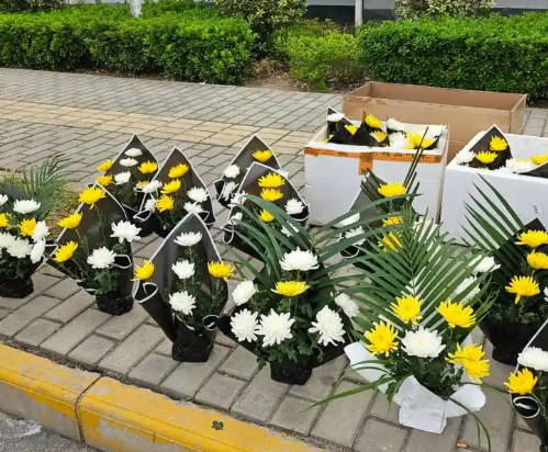 公墓二排六號好不好?