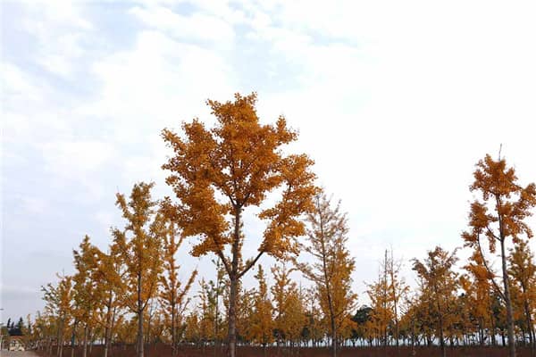 清明節(jié):緬懷先人與春日踏青的雙重節(jié)日